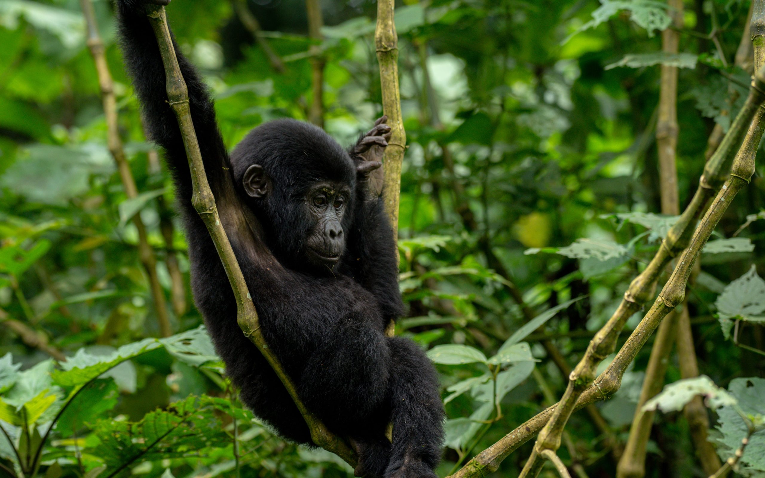 4 Days Gorilla Trekking Safaris in Bwindi Forest